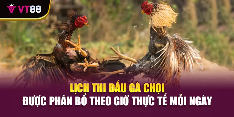 Lịch thi đấu gà chọi được phân bổ theo giờ thực tế mỗi ngày