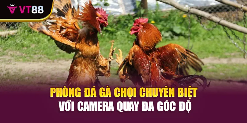 Phòng đá gà chọi chuyên biệt với camera quay đa góc độ